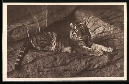 AK Stellingen-Hamburg, Hagenbeck`s Tierpark, Tigerschlucht