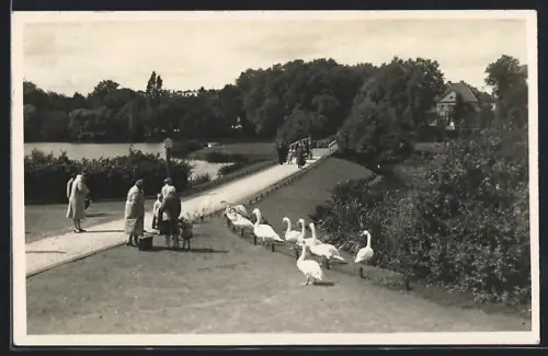 Foto-AK Stralsund, Frauen und Kinder sowie Schwäne am Knieperteich
