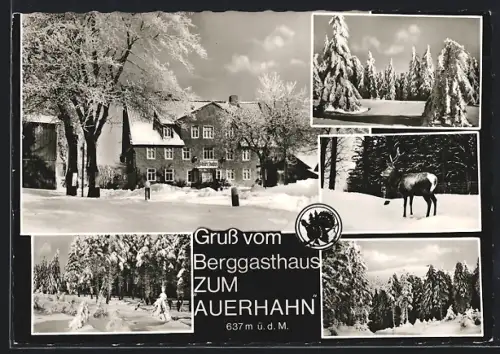 AK Auerhahn /Hahnenklee, Gasthaus Zum Auerhahn im Schnee