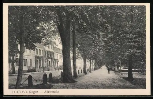 AK Putbus a. Rügen, Alleestrasse