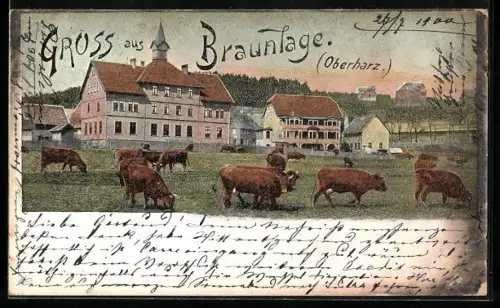 AK Braunlage /Oberharz, Teilansicht des Ortes mit weidender Kuhherde im Vordergrund
