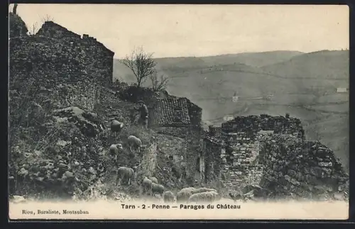 AK Penne /Tarn, Parages du Château avec des moutons et ruines