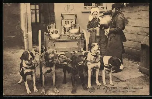 AK Anvers, Laitier flamand