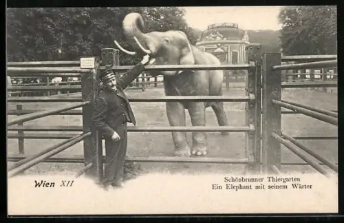 AK Wien, Schönbrunner Tiergarten, Ein Elefant mit seinem Wärter