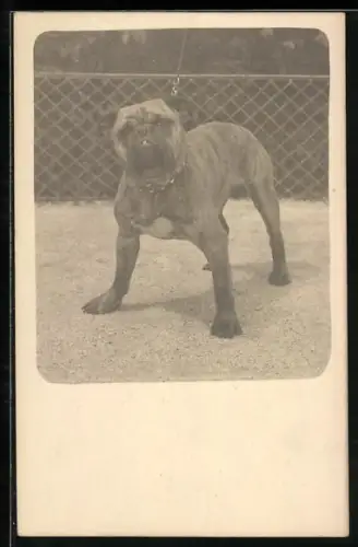 Foto-AK Boxer in selbstbewusster Positur, Portrait