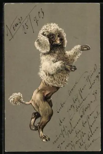 Präge-Lithographie Weisser Pudel, auf den Hinterpfoten stehend