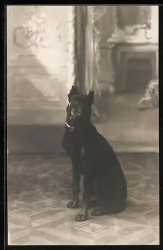 Foto-AK Schwarzer Hund sitzt in einer Stube, Portrait