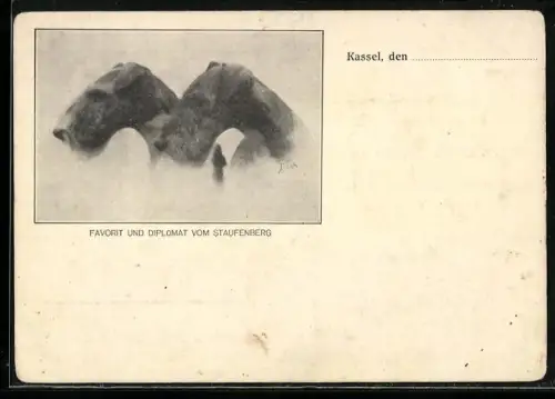 AK Foxterrier Favorit und Diplomat vom Staufenberg, Seitenportrait, Drahth.-Foxterrier-Zwinger vom Staufenberg Dr. Stamm