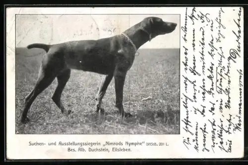AK Jagdhund Nimrods Nymphe, Suchen- u. Ausstellungssiegerin, Bes. A. Duchstein, Eilsleben