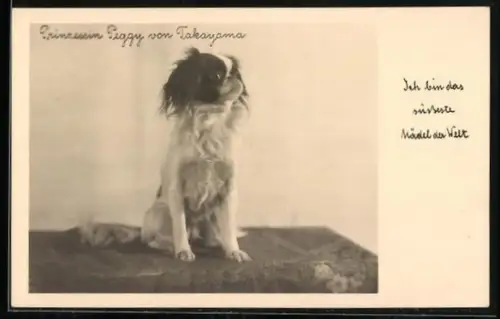 AK Pekinese Prinzessin Peggy von Takayama, Portrait