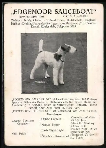 AK Foxterrier Edgemoor Sauceboat, Züchter T. Clarke, Huddersfield, Zwinger vom Staufenberg Kassel, Portrait und Preise