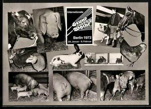 AK Berlin, Internationale Grüne Woche 1972, Nutztiere