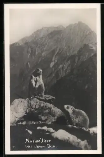 AK Murmeltiere vor ihrem Bau in den Allgäuer Alpen
