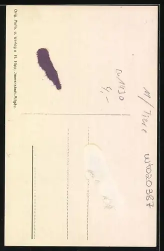 AK Murmeltiere vor ihrem Bau in den Allgäuer Alpen