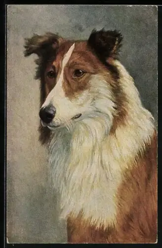 AK Collie mit aufmerksamem Blick