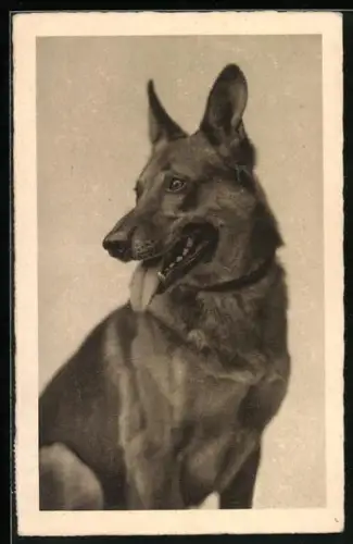 AK Sitzender Deutscher Schäferhund