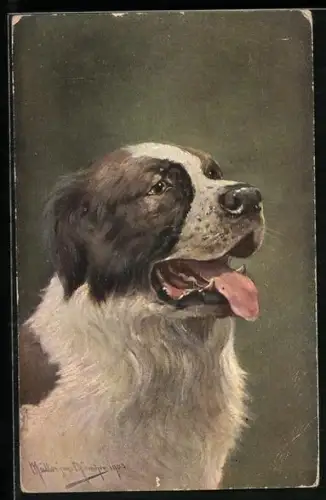 Künstler-AK M. Müller jun.: Hechelnder Bernhardiner mit treuem Blick