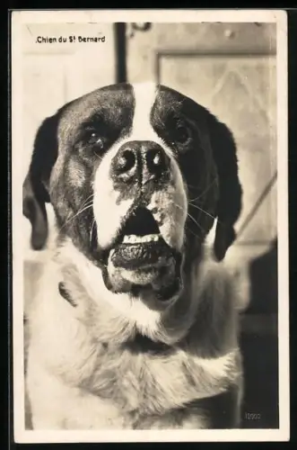 AK Kopf eines Bernhardiners