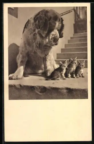 AK Tierschutzverein Wien, Bernhardiner und Kätzchen