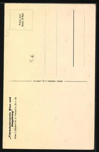 AK Tierschutzverein Wien, Bernhardiner und Kätzchen