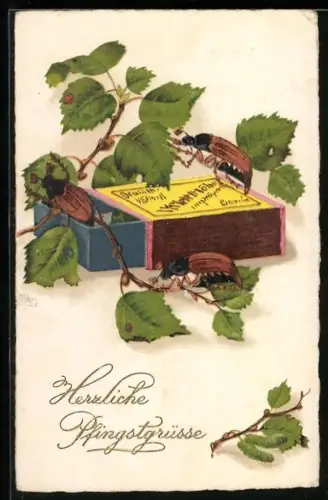 AK Maikäfer klettern auf geöffnete Streichholzschachtel