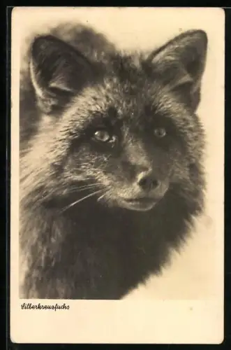 AK Benneckenstein, I. Harz-Silberfuchsfarm, Silberkreuzfuchs