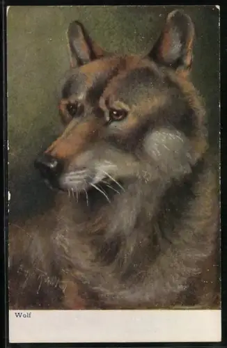 Künstler-AK Kopfpartie eines Wolfes