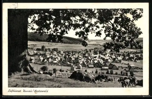 AK Unnau /Westerwald, Ortsansicht mit Viehweide