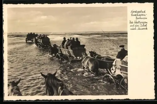 AK Cuxhaven-Duhnen, Pferdefuhrwerke auf dem Weg durch`s Watt nach Neuwerk