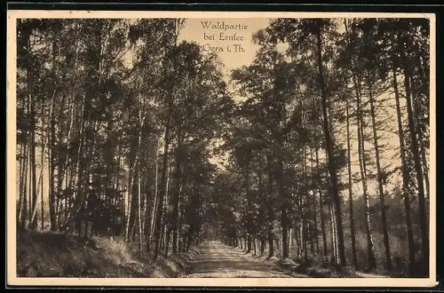 AK Gera i. Th., Waldpartie bei Ernsee