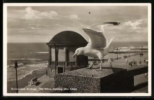 AK Borkum, Die Möwe, Liebling aller Gäste