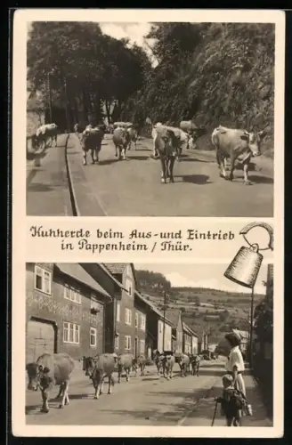AK Pappenheim /Thür., Kuhherde beim Aus- und Eintrieb