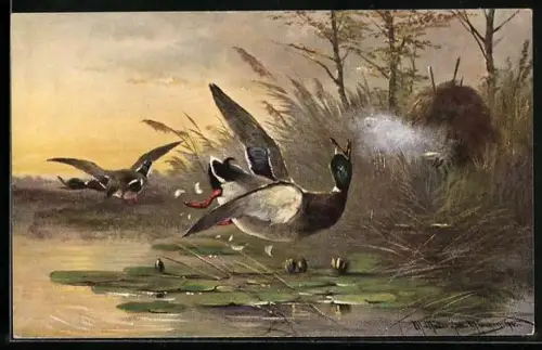 Künstler-AK M. Müller jun.: Enten überfliegen einen See
