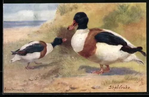 Künstler-AK Sheldrake, Muschelenten am Ufer