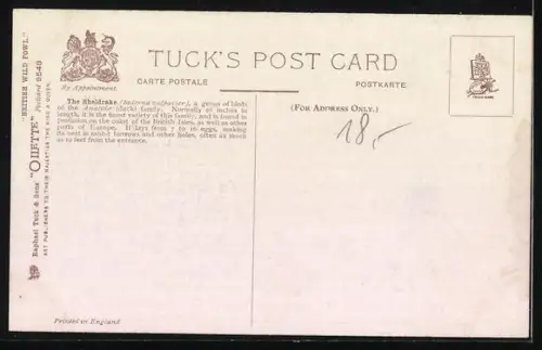 Künstler-AK Sheldrake, Muschelenten am Ufer