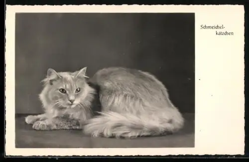 AK Katze mit wachem Blick, Schmeichelkätzchen