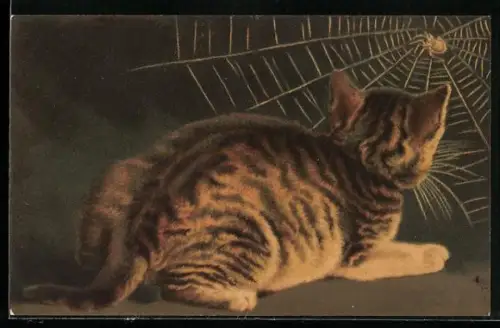 AK Getigerte Katze beobachtet eine Spinne im Netz