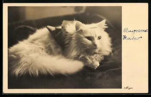 AK Liegende weisse Langhaar-Katze