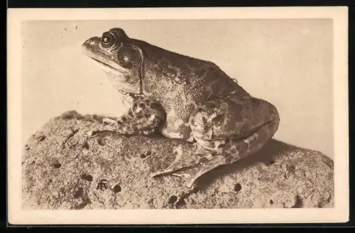 AK Nordamerikanischer Ochsenfrosch