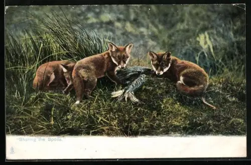 AK Drei junge Füchse mit erbeutetem Vogel, Sharing the Spoils