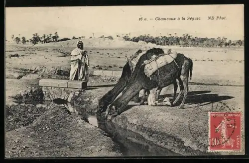 AK Chameaux à la Séguia, Kamele an der Tränke