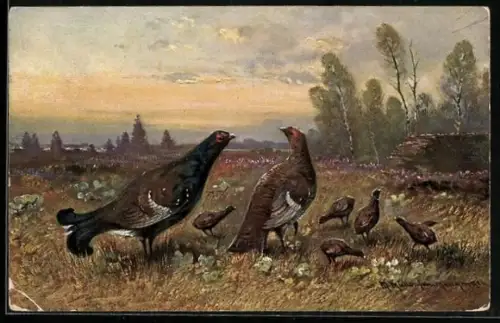 Künstler-AK M. Müller jun.: Federwild-Familie auf einer Wiese