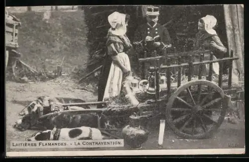 AK Hundegespann, Karren mit Milchkannen, Laitieres Flamandes, la Contravention