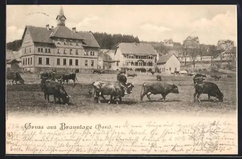 AK Braunlage /Harz, Viehweide im Ort