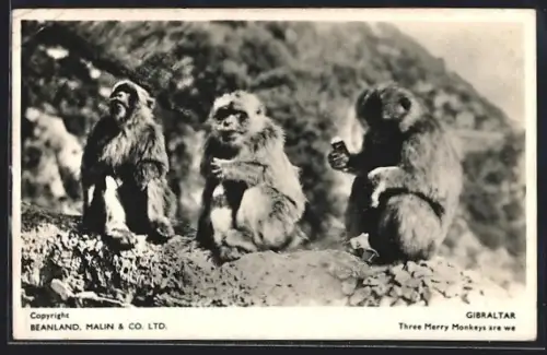AK Gibraltar, Three Monkeys