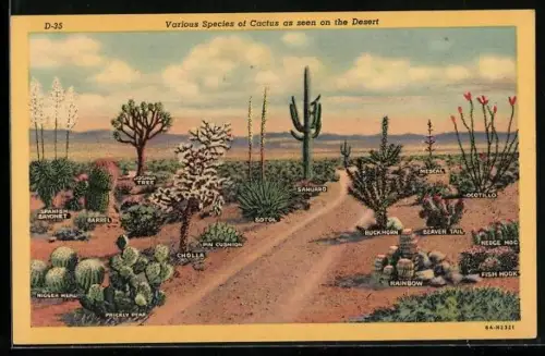 AK Various Species of Cactus as seen on the Desert