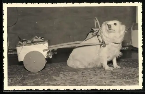 Foto-AK Hund mit befestigtem kleinen Geschenkewagen