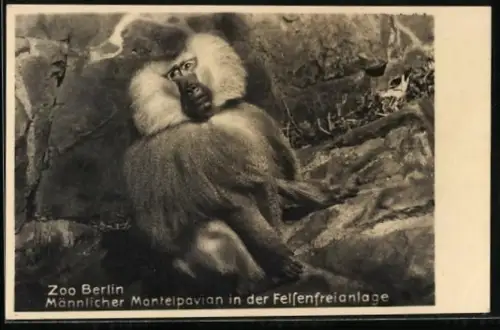 AK Berlin, Zoo, Mantelpavian in der Felsenfreianlage