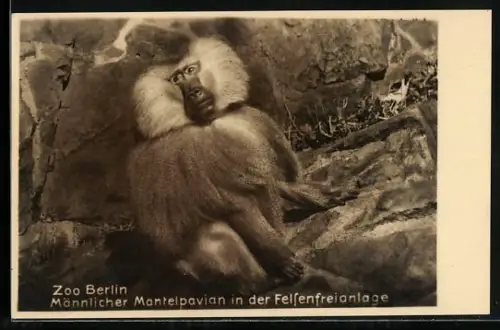 AK Berlin, Zoo, Männlicher Mantelpavian in der Felsenfreianlage