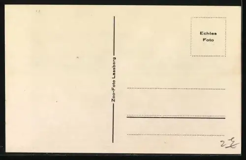 AK Berlin, Zoo, Männlicher Mantelpavian in der Felsenfreianlage